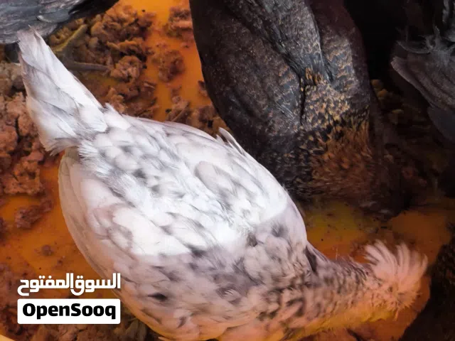 افراخ دجاج عرب للبيع شوف الوصف
