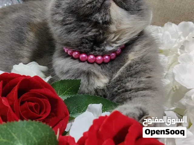 قطط مميزه ور ائعه للبيع