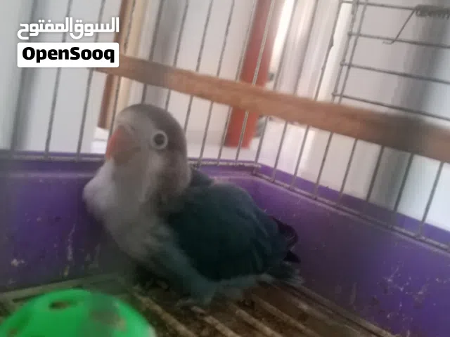 طرف فيشر مروض اقرو وصف
