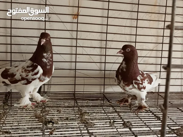 جوز بلجيكي