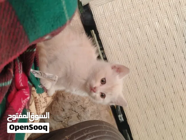 كتن شانشيلا