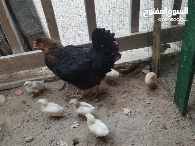 دجاجه عربية مع 7 افراخ العمر 15يوم وبيها مجال