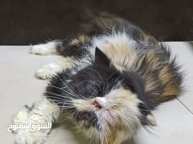 قطه كاليكو للبيع