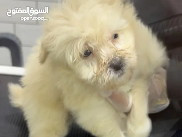 نوعه مالتيبو والعمر شهرين ومطعمه مرتين