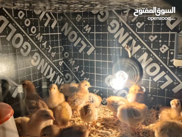 صوص رود أيلاند نقي