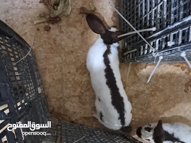 ذكر بابيون خط اسود دم صافي