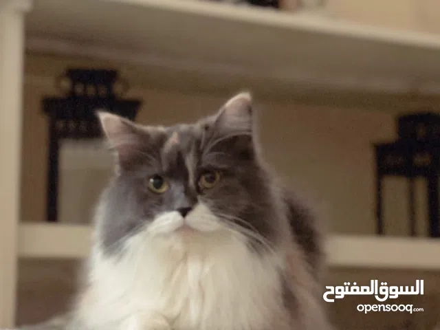 Female Persian Cat for Loving Adoption – Free to Good Home