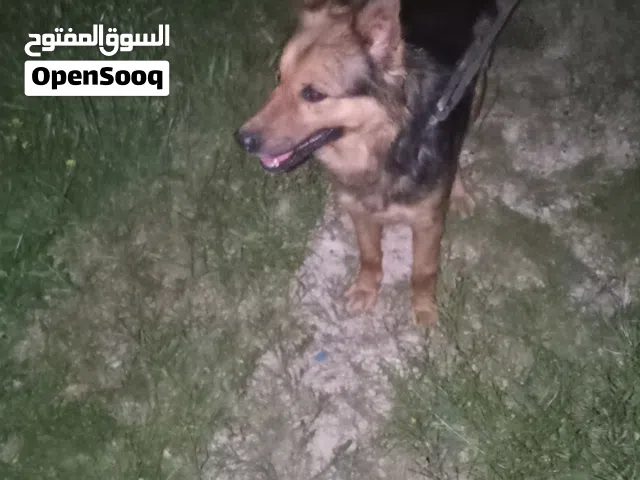 كلب انثى جيرمن