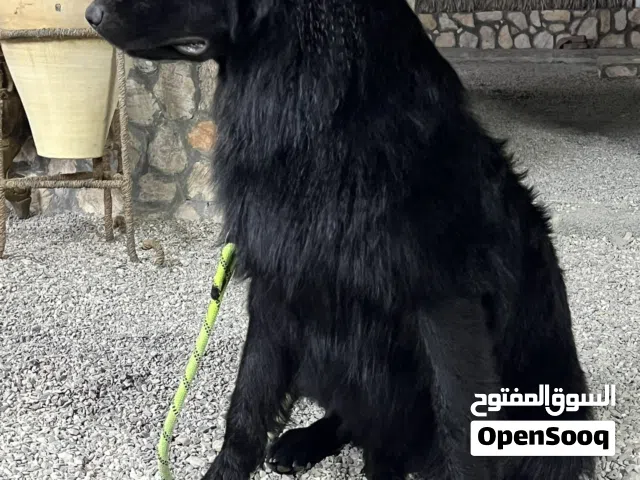 كلب بلاك جاك ذكر دم حار ماشاءالله للتلقيح فقط للتلقيح فقط و للبيع عمر كلب سنه و11شهر كلب مدرب