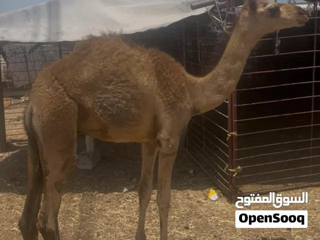 حور لبيع مشالله