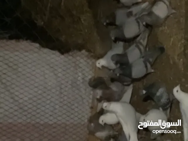 دحل 20زوج البيع يريع الزوج 10يعني الحبه علي 5ربال تفريد وجمله الجنحان منتفه من سبوع من شان ماتطير ا