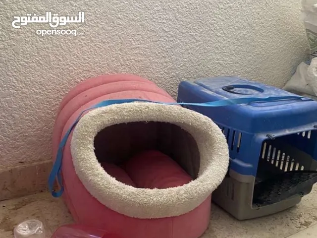 أشياء قطط جديده