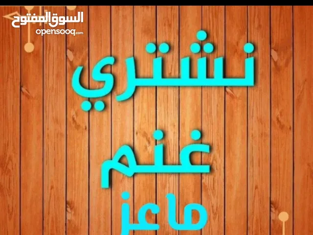 نشتري جميع انواع الحلال غنم او ماعز ولدفع كاش أو رابط فقط اتصل نصلك في اي مكان داخل الكويت