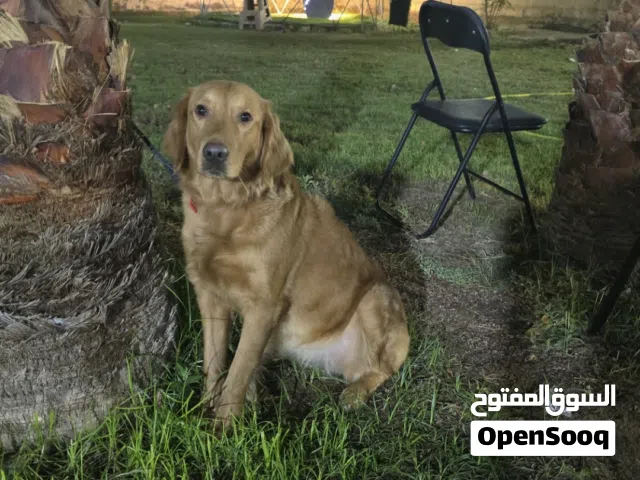 جولدن ريتريفر ذكر وانثي مستوي ممتاز Golden Retriever, male and female, excellent quality