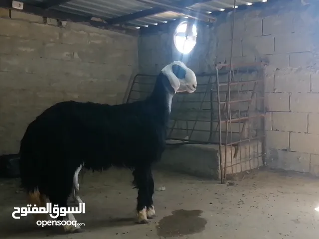 خروف نجدي كويتي