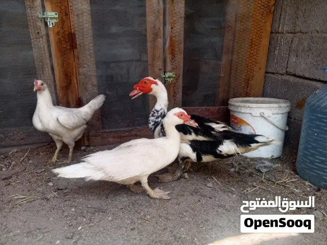 بشوش مصريه نثيه وفحل