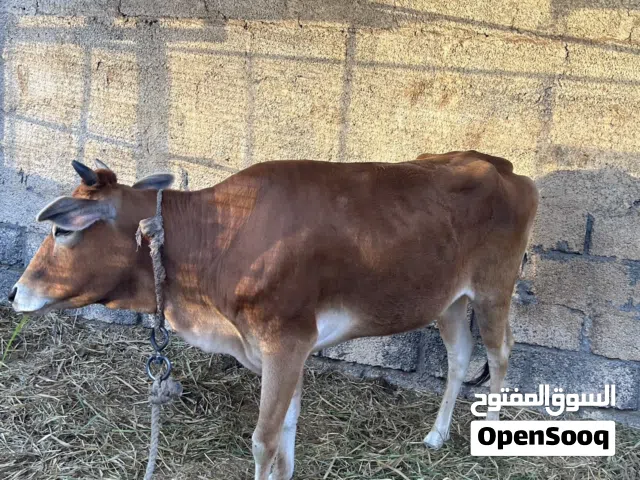 عجله عمانيه