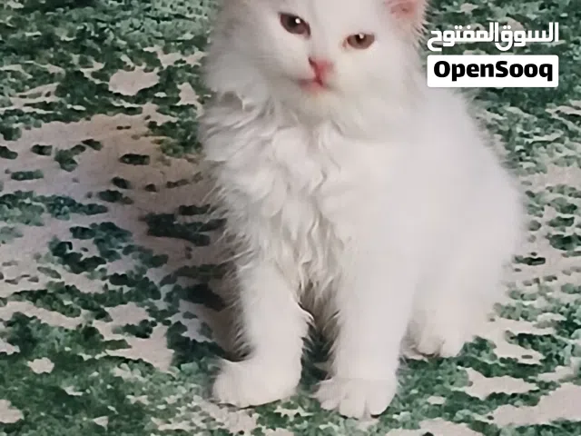 female kitten for sale