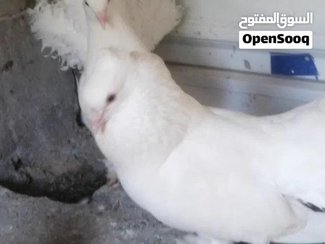 زوجين عرايس مكاني كرمه علي ابو صخير حي الصدري
