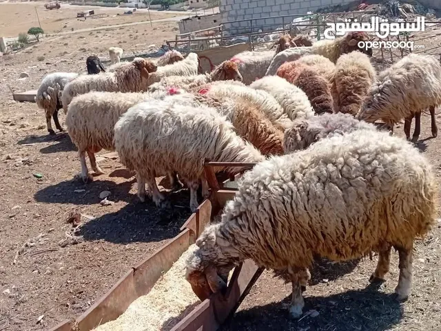 بسم الله وعلى بركة الله نبدأ بصلاة عل رسول الله عروضنا اليوم عن جميع دباح بلدي عقايق ونذر ولمنسابات