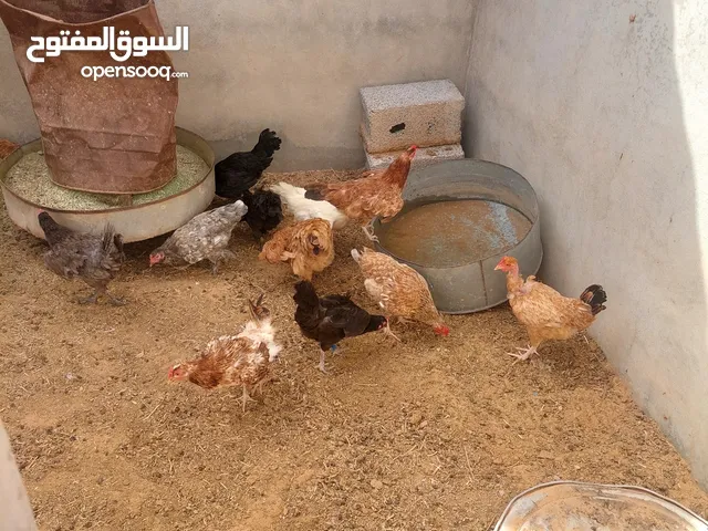 دجاج عربي الله يبارك
