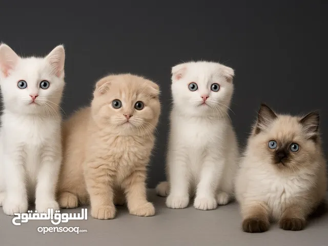 قطط صغيره سكوتش فولد وتركش عمرهم 50 يوم تقريبا لعوبات ومتعودين على اللتر بوكس
