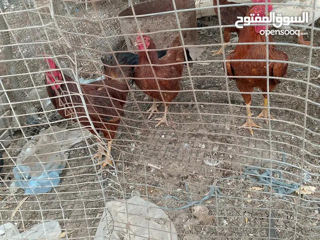 زوز فراريج رود امريكي للبيع 130