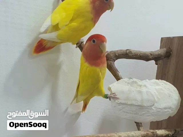 للبيع زوج لوف بيرد  لاتينو رد اوبلاين  لون مميز و مستوى قوي  صحة و نشاط  جاهز للإنتاج