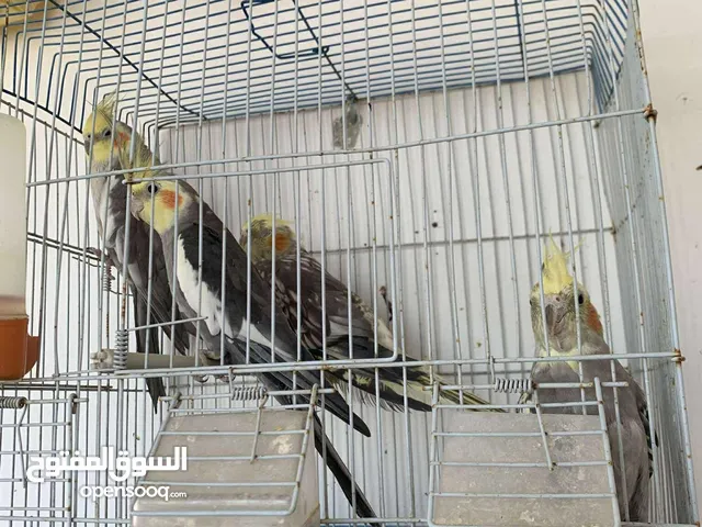 طيور للبيع