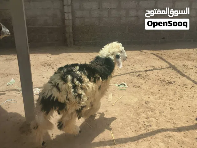 للبيع حلال بياض وجه حلال نجدي