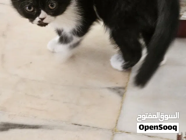 قطط  شيرازي و سكوتش فولد صغار للبيع. الكمية 2. افتح الصور