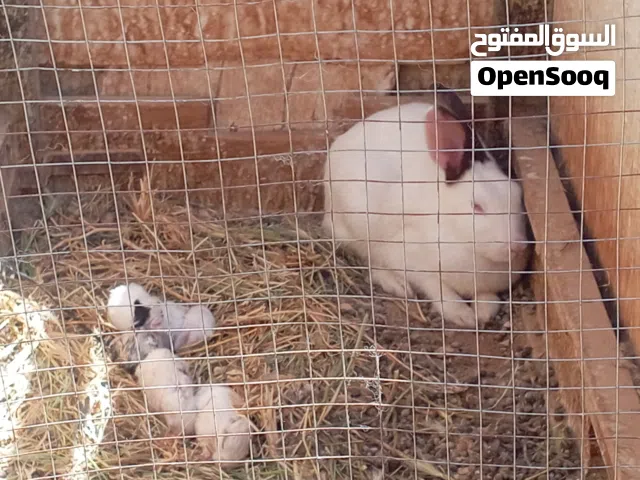أرنبه ام مع اولادها للبيع