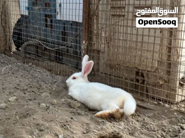 ارنب انث كلهن للبيع