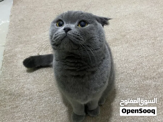 قطه سكوتش نقيه للبيع