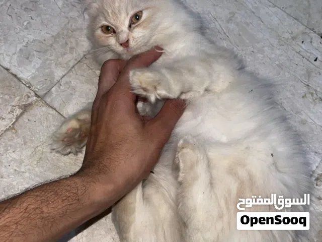 قطة شيرازيه عمرها 6 شهور تقريبا والجاد يتواصل