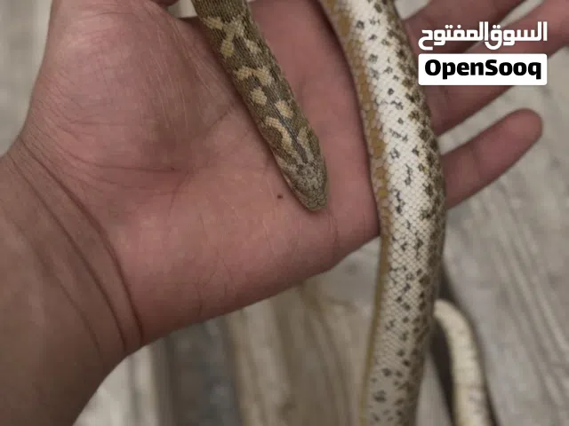 حيه Sand Boa الغير سامه حيه اليفه