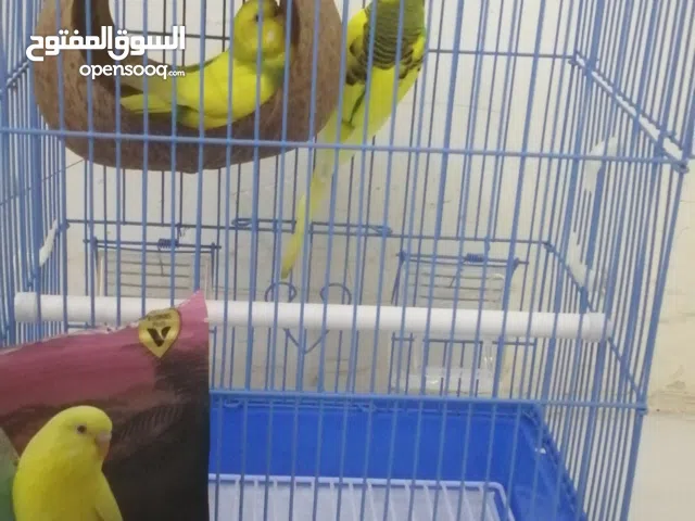 عصافير الحب