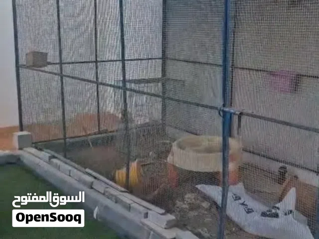 قفص طيور ارتفاع وعرض 2 متر  طول 4 متر