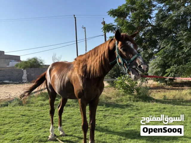 حصان اشقر دمه نص