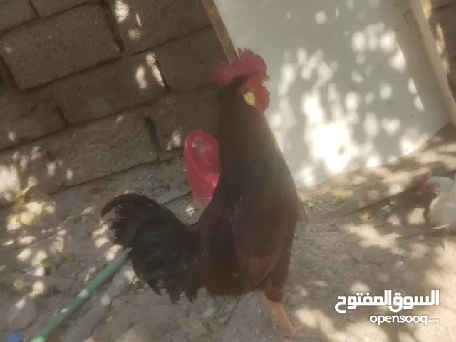 ديج عرب للبيع