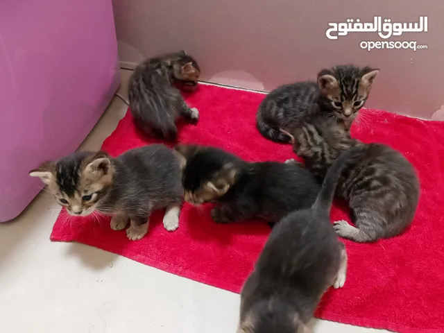 6 قطط بنغال