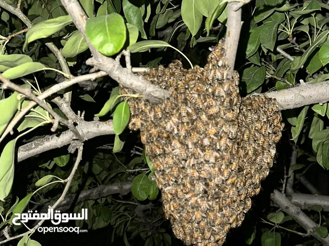 خلية نحل للبيع نوع إيطالي هادئ