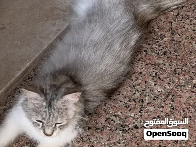 قط انثى منزلي شيرازي جميل ونادر وصغير