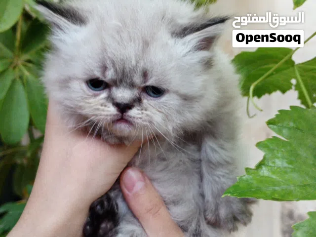 قطط هيملايا بيور