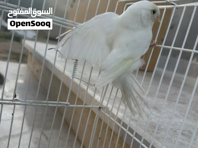 كوبية كناري