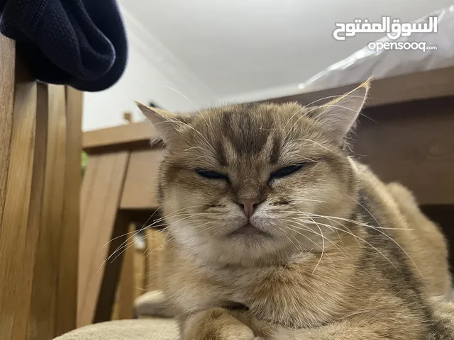 ستريت سكوتش11لون مميز ذهبي