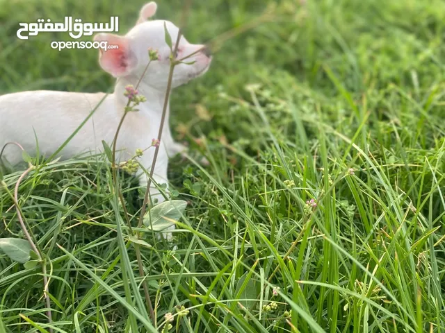 شيواوا انثى الحجم الصغير جدا اقرا الوصف للمزيد من التفاصيل