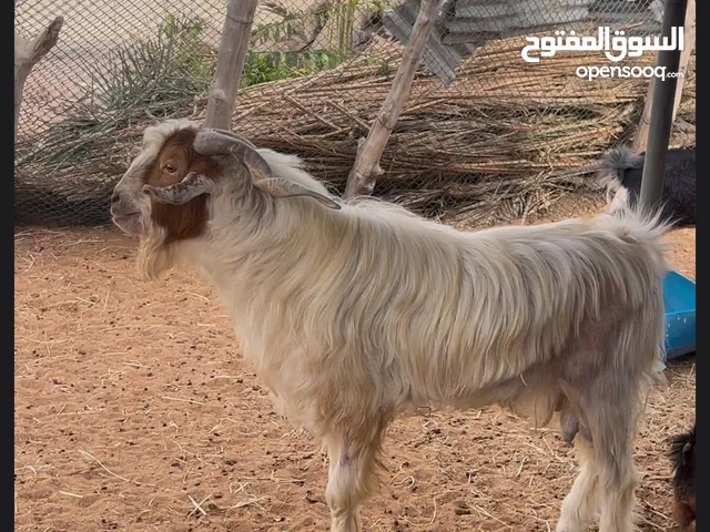 تيس محلي حجم طيب تبارك الرحمن وعنز حو غبراء طيبه