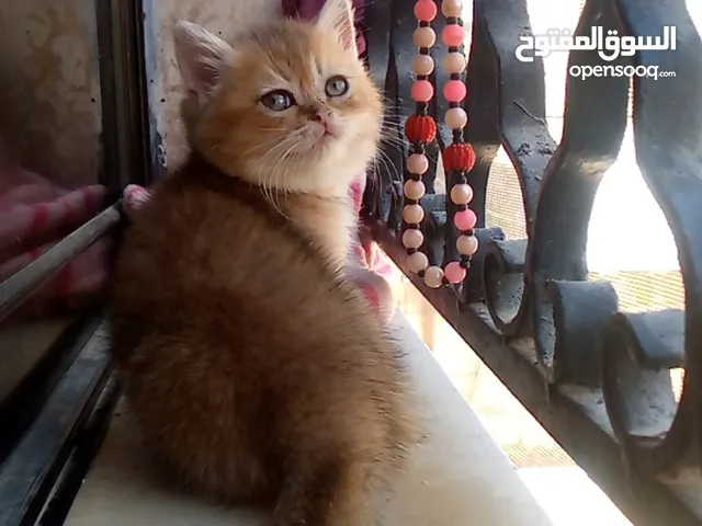 ذكر ستريت جولدن ny25 أهالي بيور ميه بالميه موجود صور للأهل عمر الحالي 53 يوم متعود على كلشي