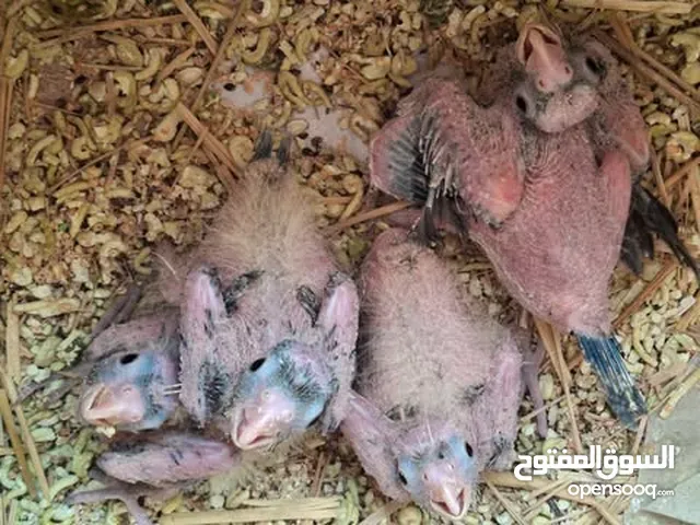 فراخ كوكتيل